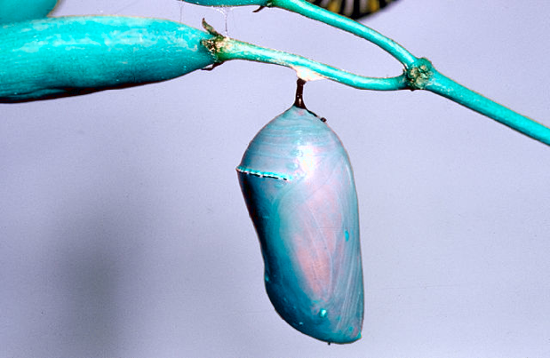 blue cocoon